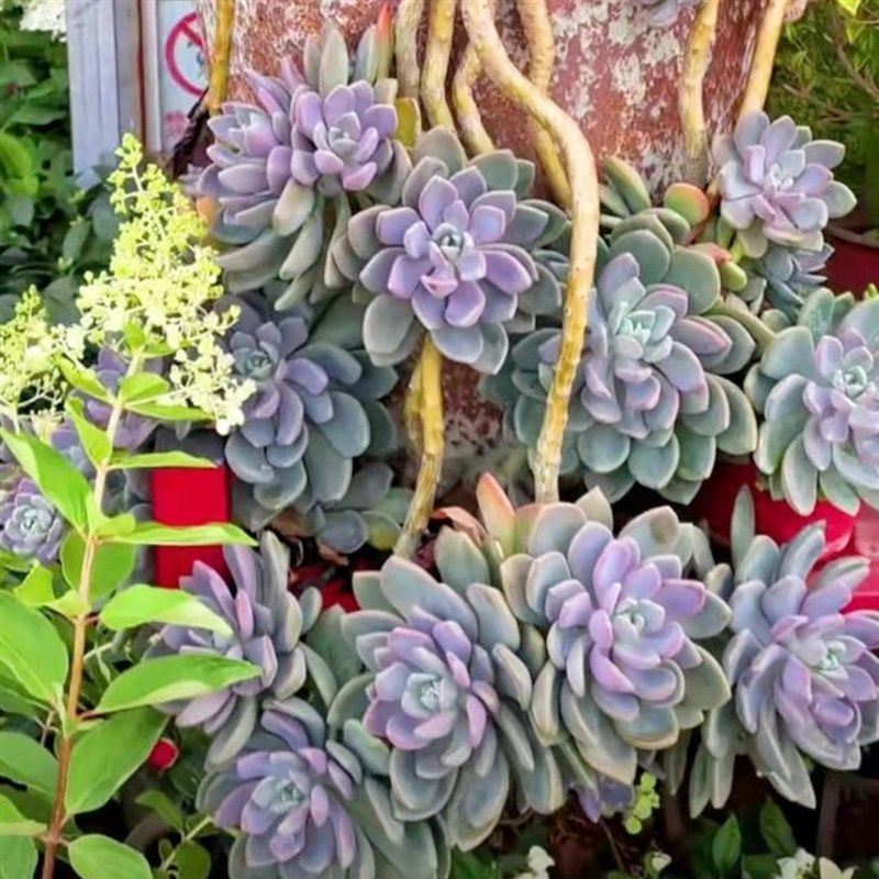 速发耐冻耐寒!特别好养的冬美人多肉植物组合盆栽肉肉砍头苗老桩