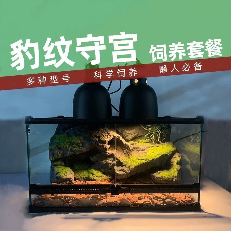 豹纹守宫饲养套装肥尾豹猫守宫宠物蛇玻璃缸饲养新手入门守宫套餐