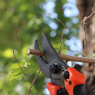 果枝剪 KOTESO开拓者KT835 果树剪 修枝剪 园艺剪刀 SK5淬火钢