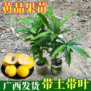 南方种植带土 黄晶果嫁接苗6号冬蜜果树苗水果苗地栽盆栽庭院四季