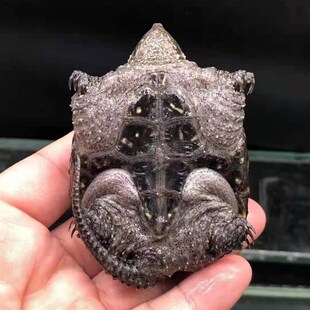 极速纯佛鳄龟爆刺北美幼苗北w美乌龟活物中美拟杂佛小鳄龟深水原