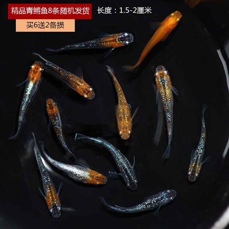 极速观背青鳉观赏鳉鱼卵淡t水热带鱼冷水鱼小型锦鲤鱼可孵化魔法