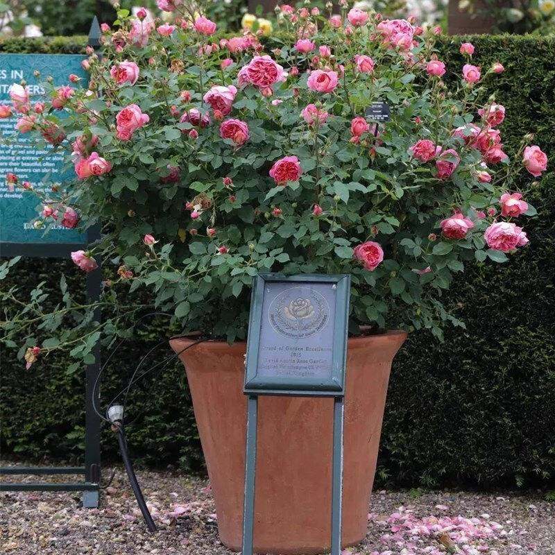 极速旭月大型g灌木丛力季四季多头勤花爆庭香别墅浓院花园植物四