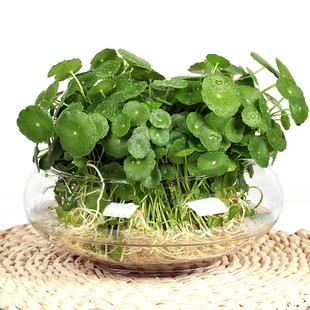 极速水里养的植物无土纯水培钱铜草室内J好养小型盆栽桌上绿植四
