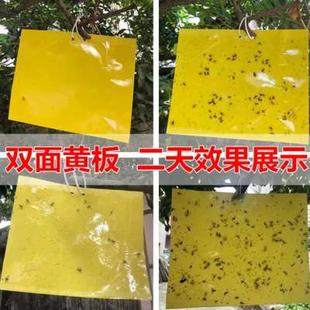 极速黄板纸双面粘虫诱虫板蓝板蓟马灭果蝇蚊O子诱杀小飞虫果园菜