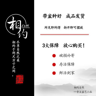 极速唐山云竹盆景文竹盆栽室内中式居家客厅办公桌V面植物四季常