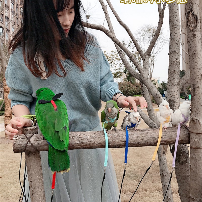 极速鹦鹉鸟放飞绳飞行绳背x带牵引绳弹性超轻遛鸟绳外出训练绳