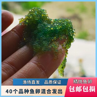 新品观背青鳉鱼鱼卵15p0颗保底12品种锦鳉云州便宜原生冷水鱼小型