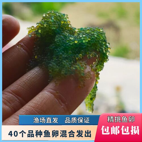 新品观背青鳉鱼鱼卵15p0颗保底12品种锦鳉云州便宜原生冷水鱼小型