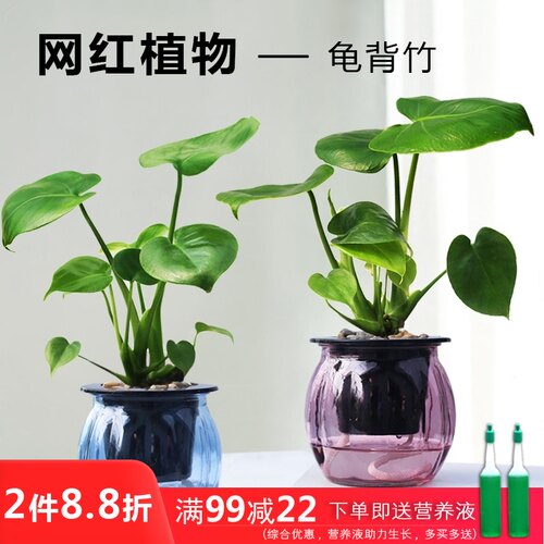 新品玻璃水培龟背竹盆栽室内净化空气植物办公桌面四X季常绿好养