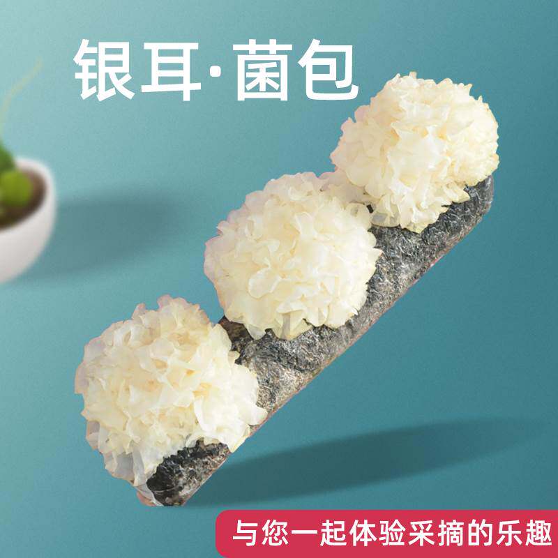 新品银耳菌种雪耳菌包蘑t菇食用菌多肉阳台家庭蘑菇菌棒盆栽蘑菇