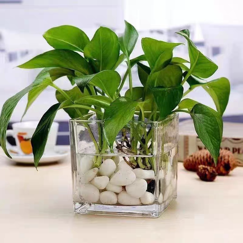 【店长推荐】创意简约透明玻璃花瓶正方形摆件家居桌面绿萝植物