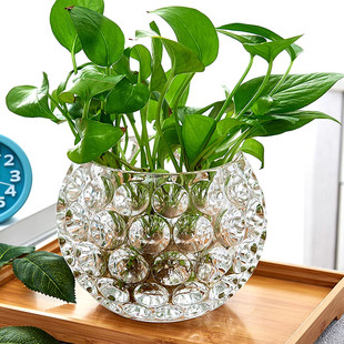 欧式加厚创意玻璃花瓶插花高级感水养绿萝植物圆形大口径水培器皿