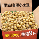 恩施小土豆新鮮馬鈴薯正宗黃心薄皮土豆洋芋現(xiàn)挖蔬菜10馬鈴薯