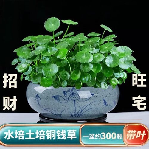 铜钱草水培土培植物室内室外办公室招财花净化水质吸甲醛基地直发