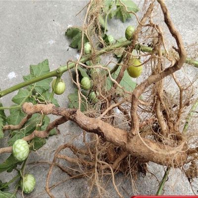 云南刺天茄黄颠茄刺茄大苦果刺天果原生态新鲜现采渣子果黄圈果