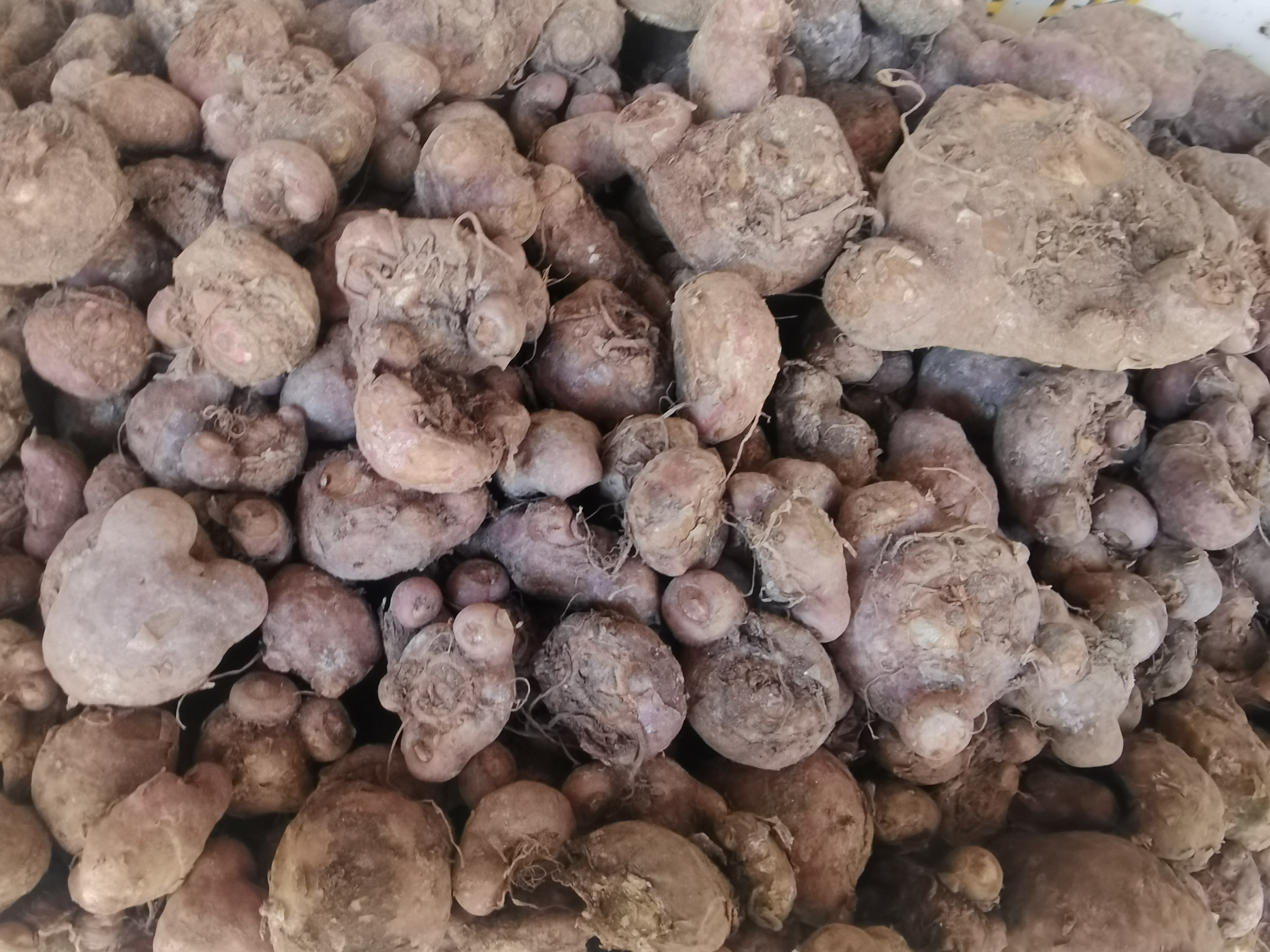 云南新鲜南星一把伞绿植南星南星包谷老蛇 蛇放梗异叶虎掌南星