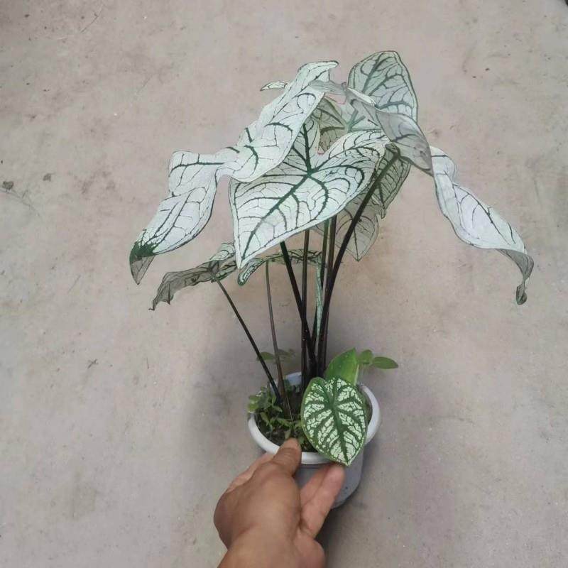 彩叶芋盆栽白色恋人竹芋高级白客厅阳台造景美观净化空气七点花园