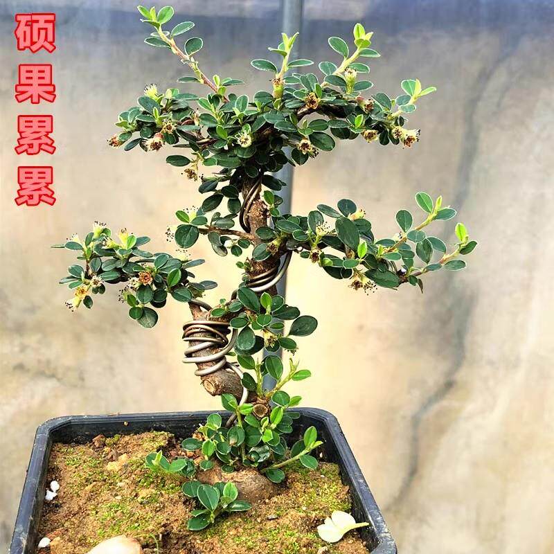 厂家荀子盆栽造型矮霸小叶白花大果荀子盆景树苗室内桌面植物红果