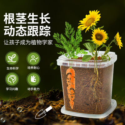 速发儿童植物根系生长观察窗幼儿园种植小盆栽套装手工透明种菜箱