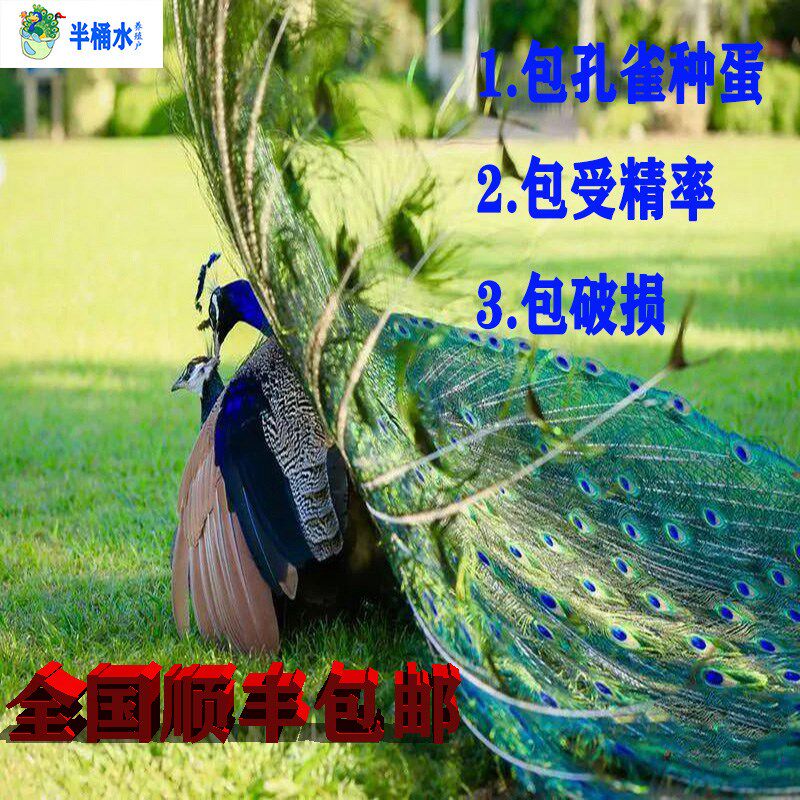 现货速发蓝白花孔雀蛋受精蛋种蛋可孵化苗公母一对家养陪伴观赏鸟