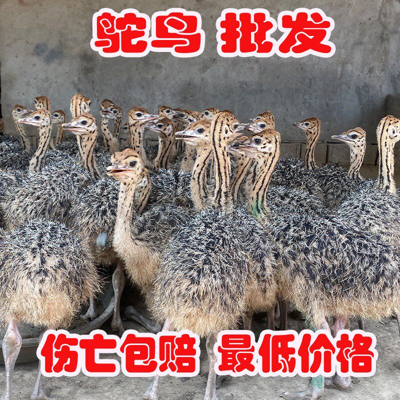 现货速发鸵鸟幼苗一对鸵鸟活苗成年非洲驼鸟脱温幼苗幼崽澳洲幼崽