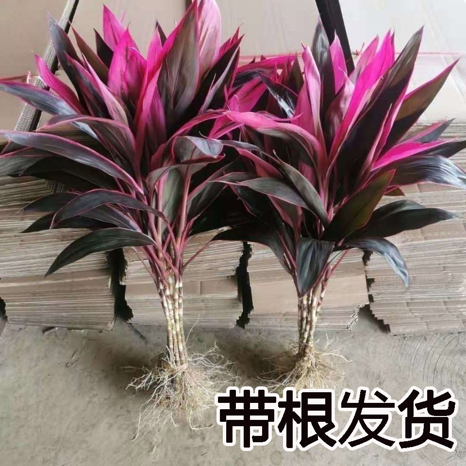 现货速发带根水培红紫竹鸿运当头客厅水养花卉盆栽花瓶植物大颗紫