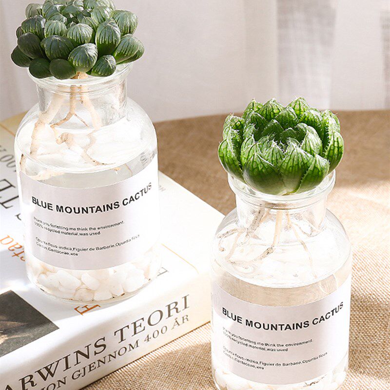 现货速发多肉水培玉露瓶植物小盆栽绿植精品稀有品种组合贵货肉肉