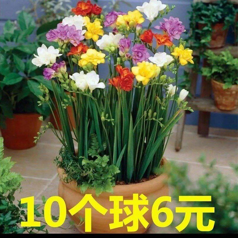 现货速发香雪兰盆栽带花香雪兰花种球原生小苍兰种球适合台种的植