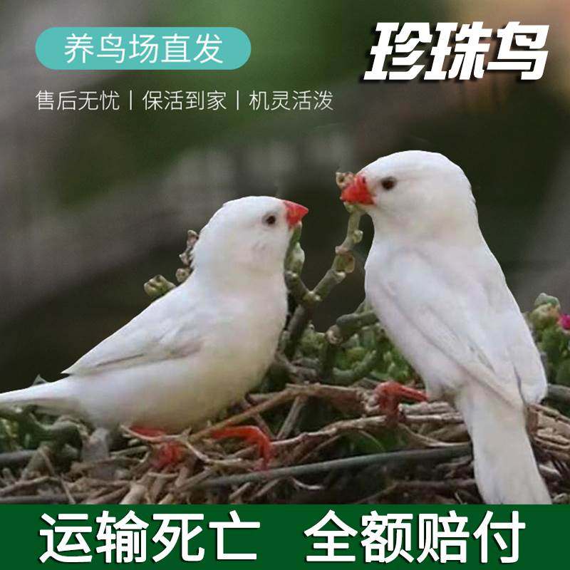 现货速发珍珠鸟灰白珍珠文鸟十姐妹保姆种鸟一对繁殖小幼鸟袖珍鸟