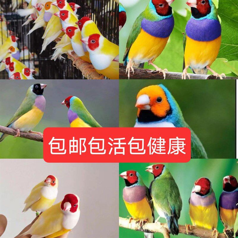 现货速发七彩文鸟 鸟 鸟 珍珠鸟 五彩 金背 绿背 白背 文鸟
