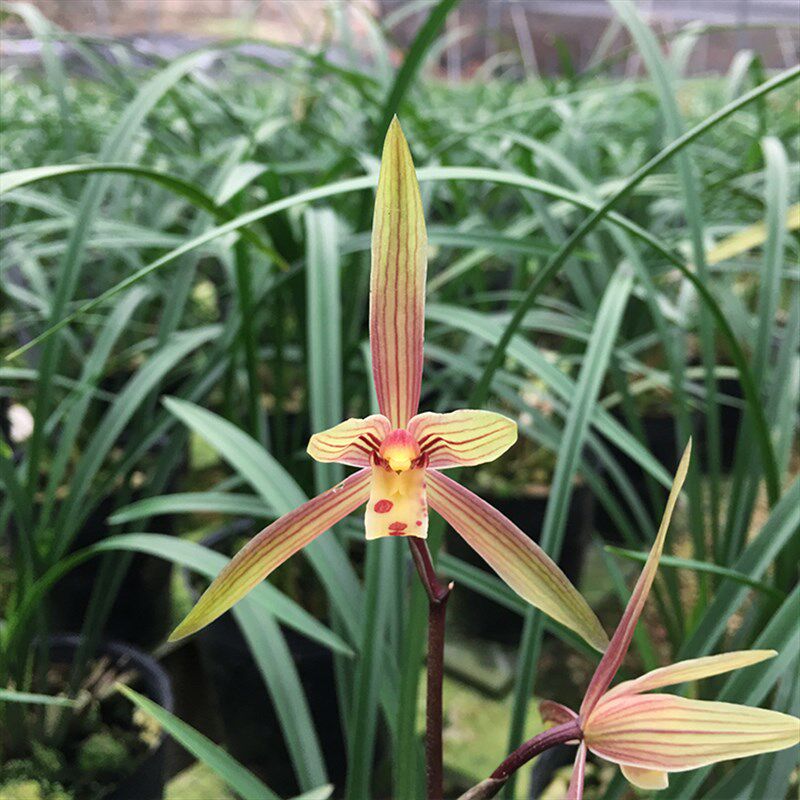 现货速发兰花苗 春丽 名贵浓香 冬季带花苞绿植办公室盆栽花卉吸