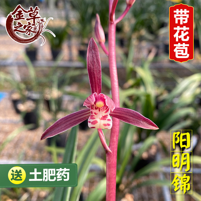 现货速发兰花苗 明锦 墨兰报岁兰老种红花浓香好养花卉绿植 冬季