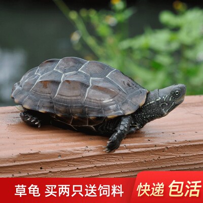 速发金钱草龟中华草龟苗乌龟活物墨龟外塘苏北金线龟可下蛋种龟送