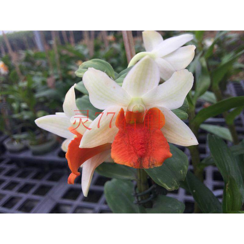 aas吉星石盆斛 兰花一绿植栽一年多浓次开花 花朵香花寿个月一盆