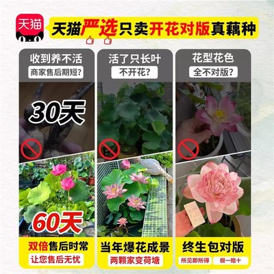 荷花藕种观赏盆栽水莲藕苗栽碗莲睡莲鱼池塘水生S植物花卉养莲花