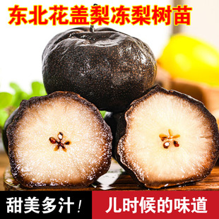 花盖梨树苗嫁接秋子梨东北酸梨山梨冻梨苗晚熟梨苗抗寒耐寒梨树苗