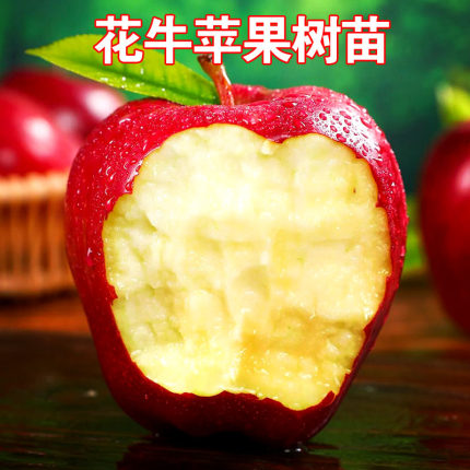 花牛苹果树苗嫁接水果苗耐寒盆栽地栽南北方种植当年结果天水花牛