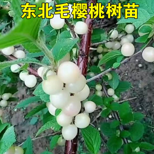 白玉毛樱桃树苖野山樱桃树白樱桃苗耐寒北方南方庭院种植当年结果