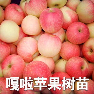 嘎啦苹果树苗嫁接嘎啦苹果苗盆栽地栽南北方种植苹果树苗当年结果