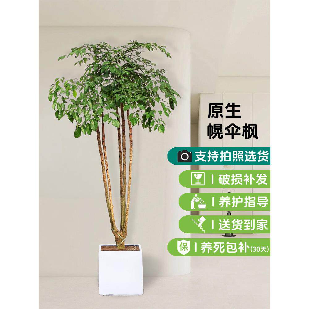 幌伞枫原生老桩幸福树大型盆栽新房客厅绿植富贵树办公室阳台盆景