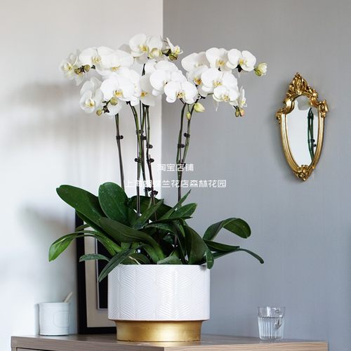 上海同城北欧轻奢风家居装饰鲜y花兰花白色蝴蝶兰盆栽带花乔迁新