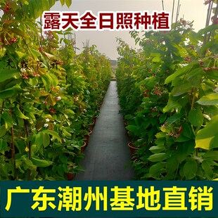 多彩重瓣使君子老桩爬藤植物花期长单瓣大苗带花苞U盆栽耐寒热耐