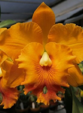 西班牙眼 Relc. Spanish Eyes  金矿 黄色大花卡特兰 浓香