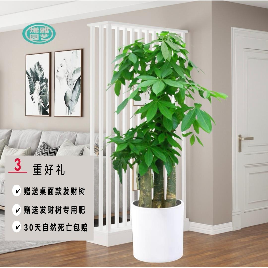 发财树精品盆栽开业乔迁植物花卉客厅办公室大型绿植上海送货上门