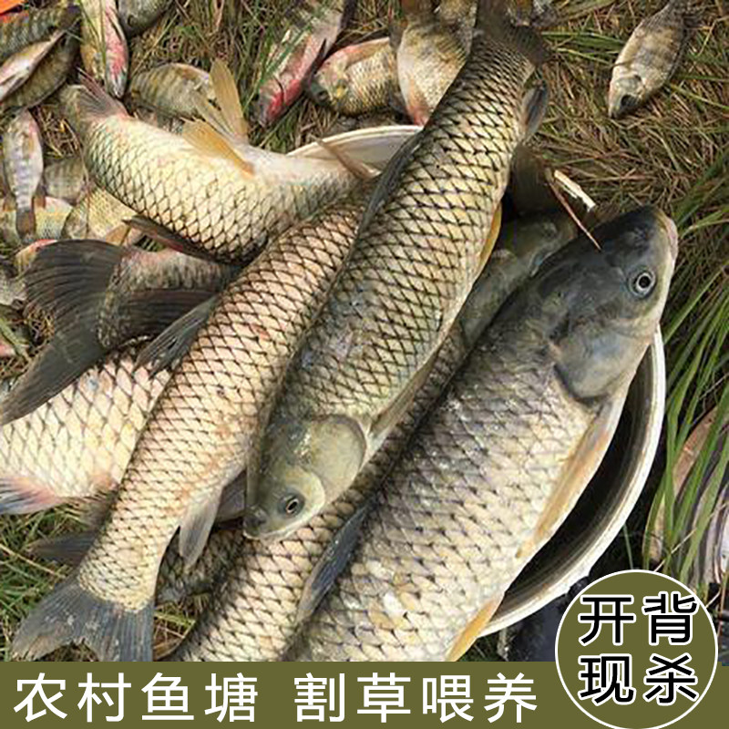 农家自家鱼塘大草鱼割鱼草喂养