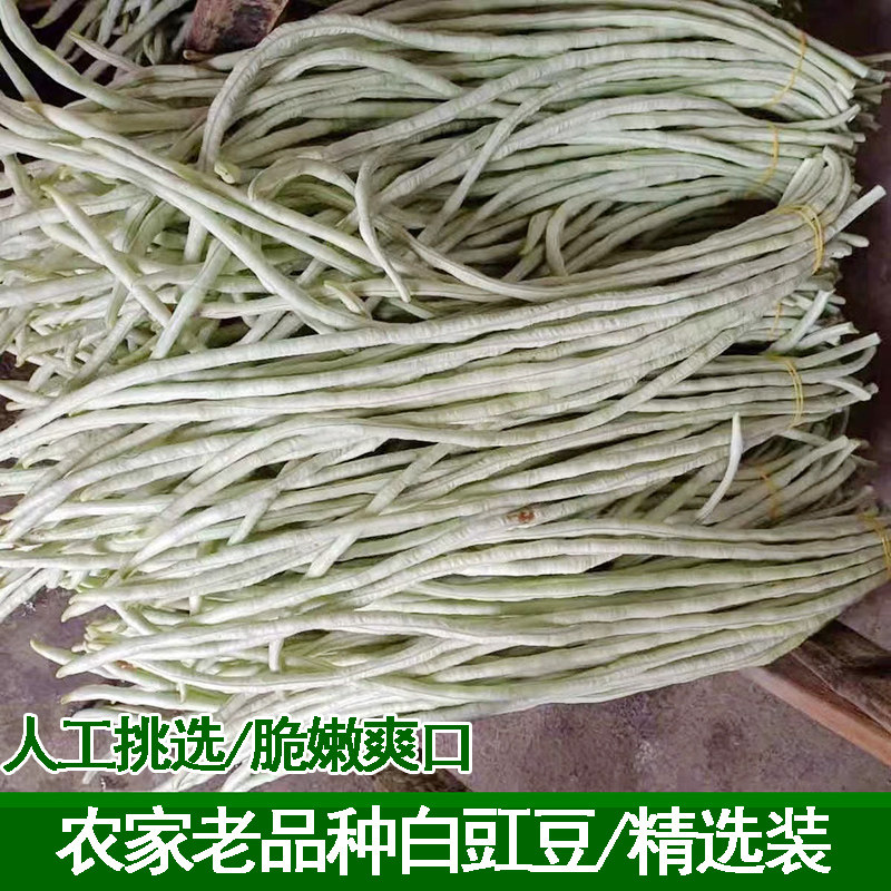 农家老品种长豇豆白豆角白豇豆