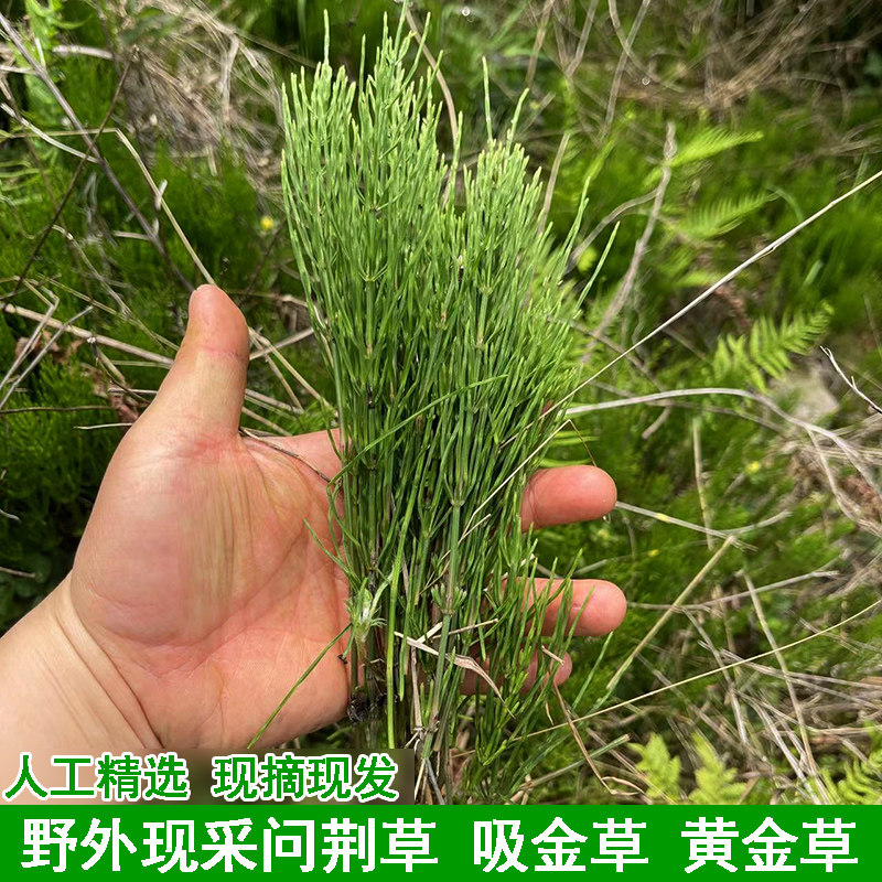 鲜草野外新鲜问荆草下单现采吸金草黄金草农村接接草木贼草问金草