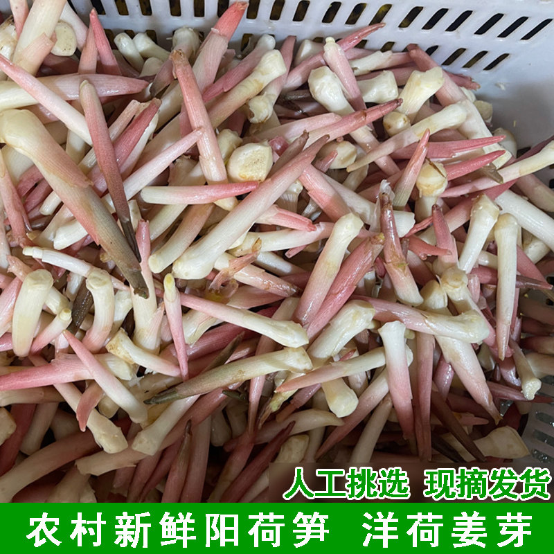 新鲜洋荷姜芽子食用洋荷笋当季蔬菜现挖春笋蘘荷笋嫩阳荷笋精选装