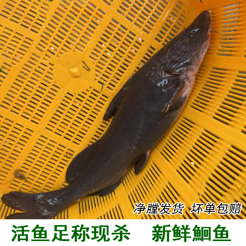 新鲜青肥鱼鲜活现杀足称大鮰鱼青团鱼黑肥鱼叉尾鱼可做烤鱼酸菜鱼